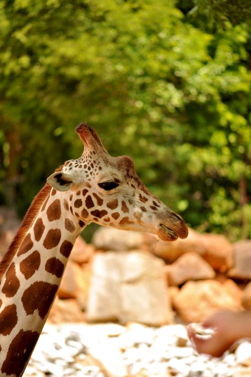 giraffe wildlife animal