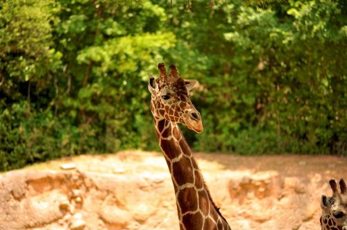 giraffe wildlife animal