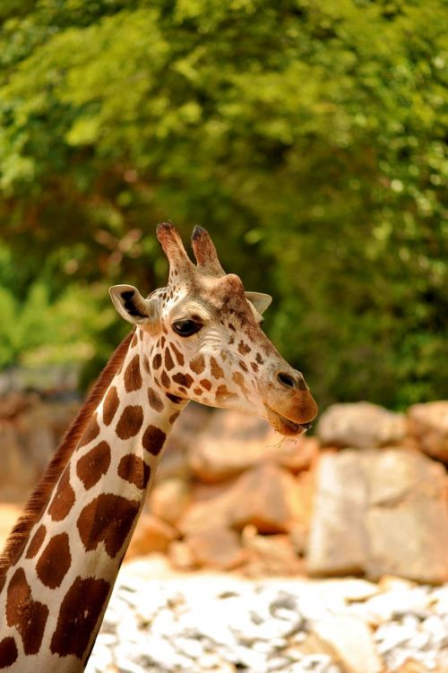 giraffe wildlife animal
