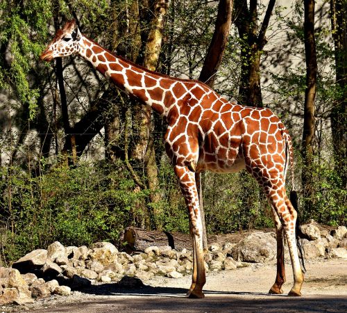 giraffe zoo animal