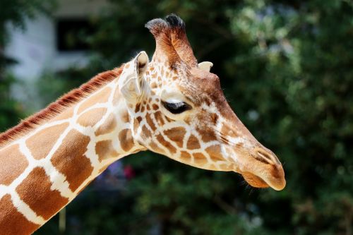 giraffe zoo mammal