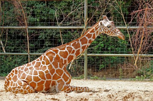 giraffe zoo mammal