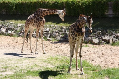 giraffe giraffes zoo