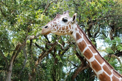 giraffe nature wildlife