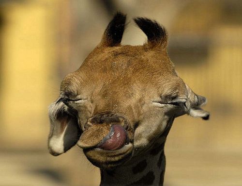 giraffe tongue funny