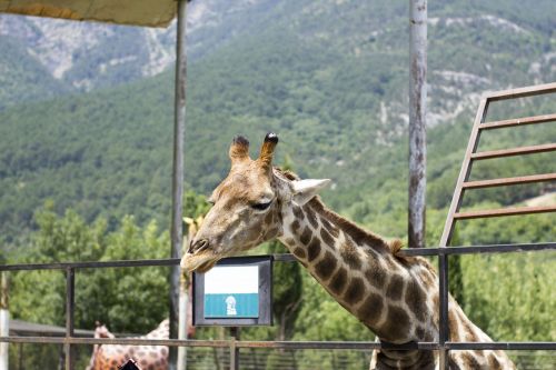 giraffe zoo living nature