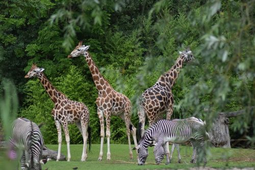 giraffe zoo close