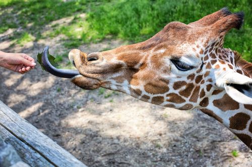 giraffe eating feeding
