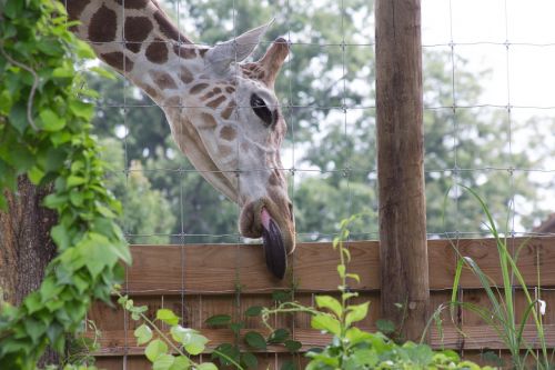 giraffe animal tongue