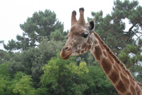 giraffe tree nature