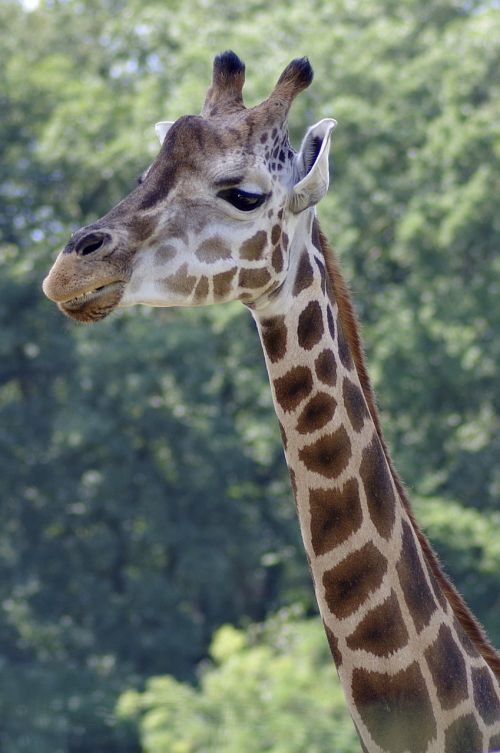 giraffe neck the head of the