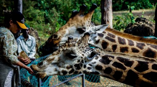 giraffe wild feeding
