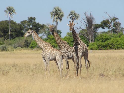giraffe giraffes botswana