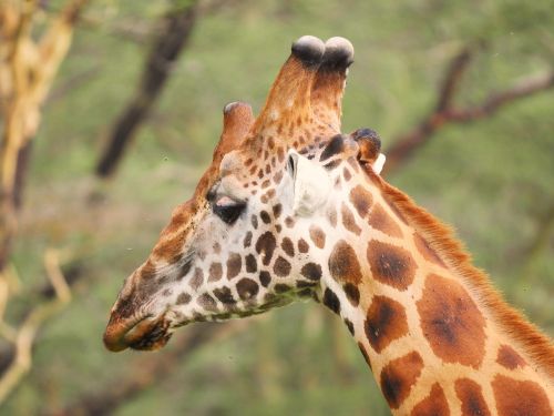 giraffe head close