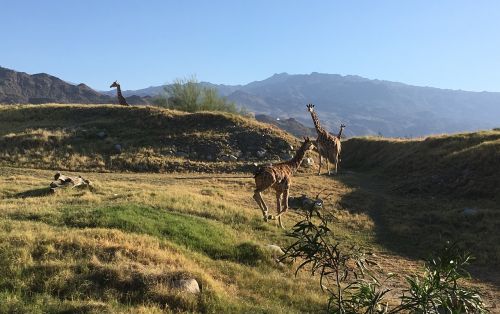 giraffe sunset nature