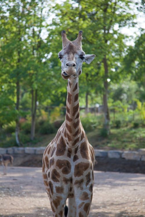 giraffe nature animal