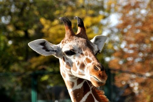 giraffe head zoo