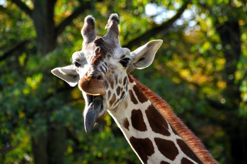 giraffe head zoo