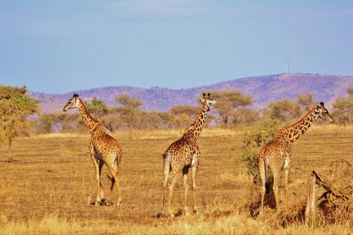 giraffe nature safari