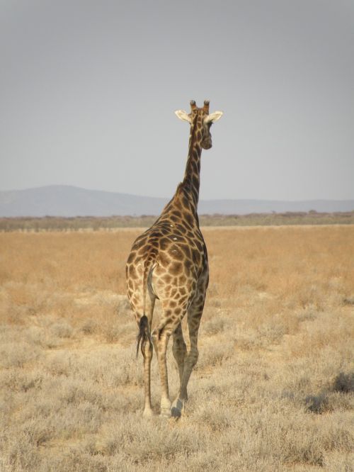 giraffe namibia park