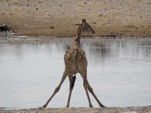 giraffe namibia travel