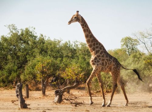giraffe running africa