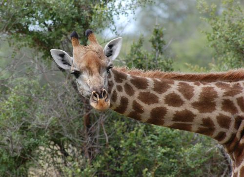 giraffe safari nature