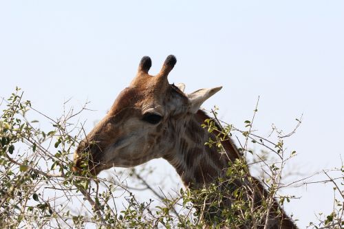 giraffe africa wildlife