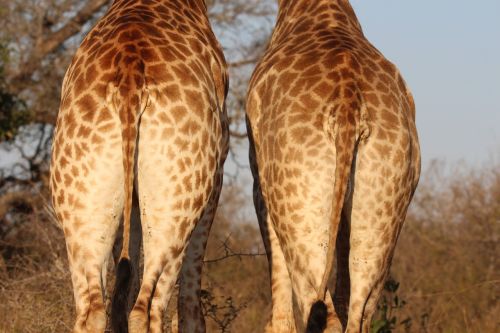 giraffe bottom wildlife