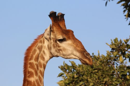 giraffe africa kruger
