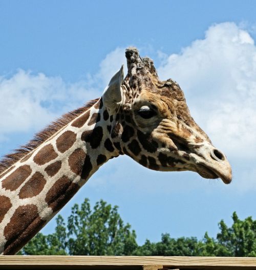 giraffe africa animal
