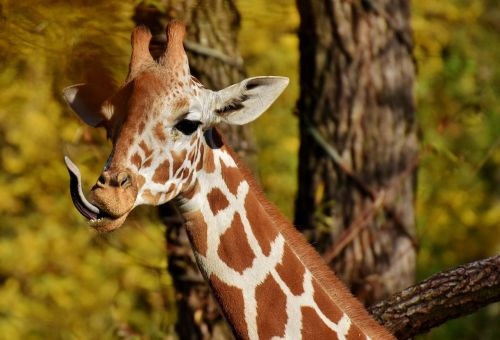 giraffe zoo animal