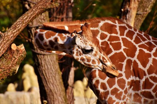 giraffe zoo animal portrait