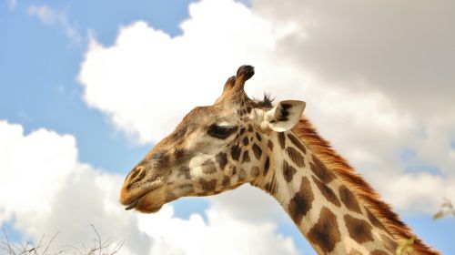 giraffe sky animal