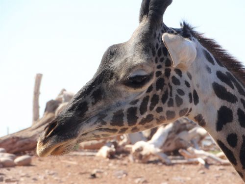 giraffe africa zoo