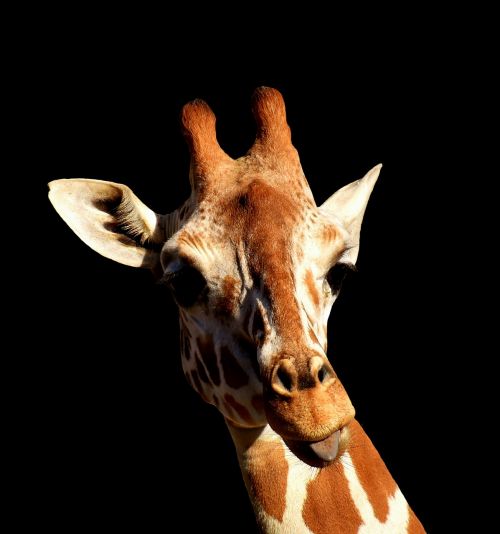 giraffe cheeky stick out tongue