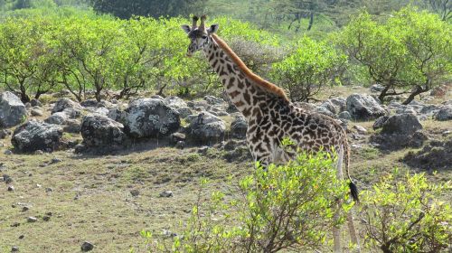 giraffe national park tanzania
