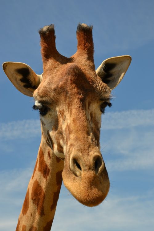 giraffe savanna animal