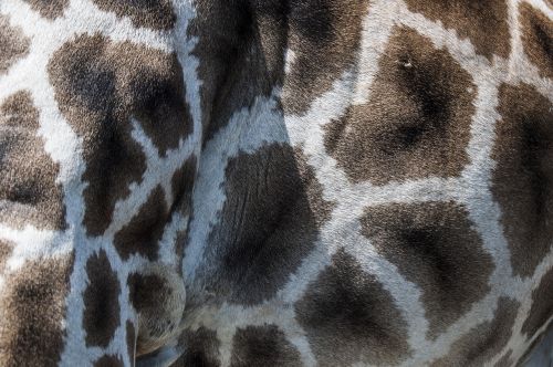 giraffe fur pattern