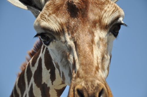 giraffe animals zoo