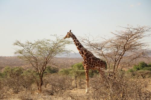 giraffe safari animal