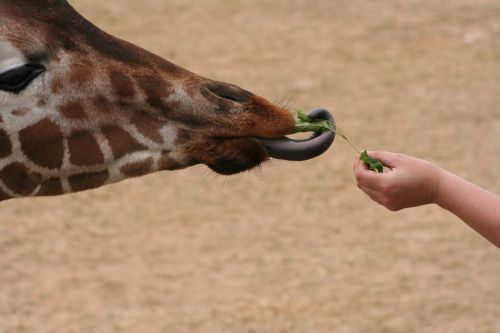 giraffe tong eating