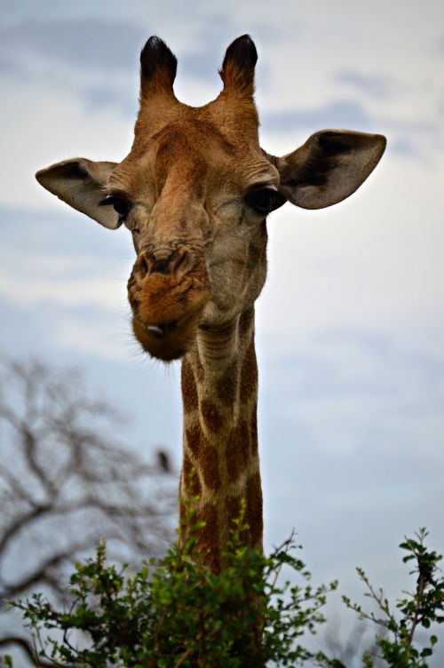 giraffe curious africa