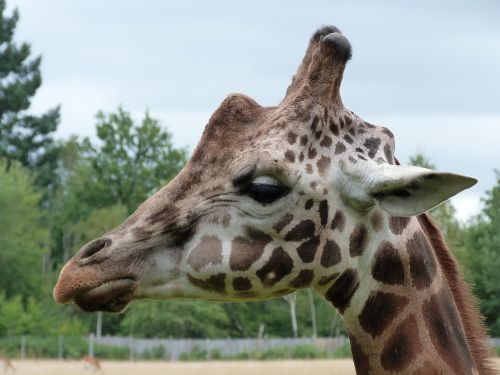 giraffe zoo nature