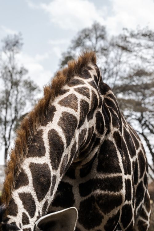 giraffe africa nature
