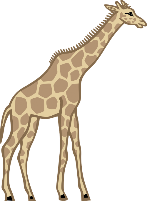 giraffe standing animal
