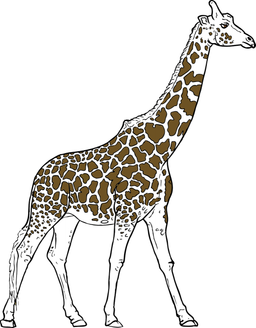 giraffe animal spots