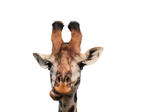 giraffe head isolated