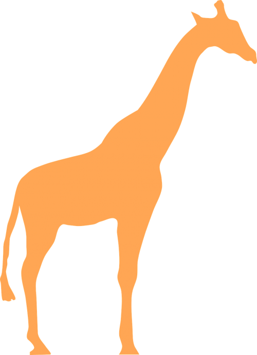 giraffe animal mammal