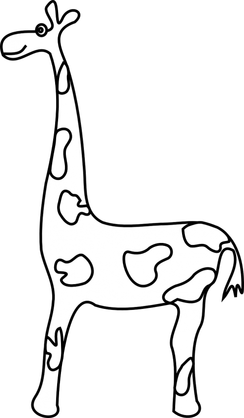 giraffe mammal zoo
